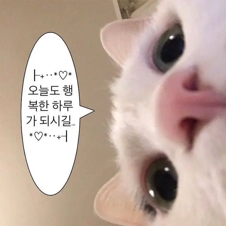 더보이즈 포카/내용읽기요/뒤에 사진있음